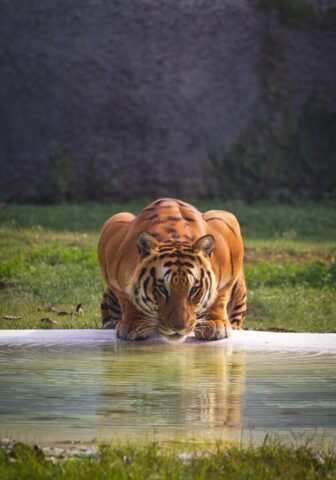 brown and black tiger near body of water brown and black tiger near body of water