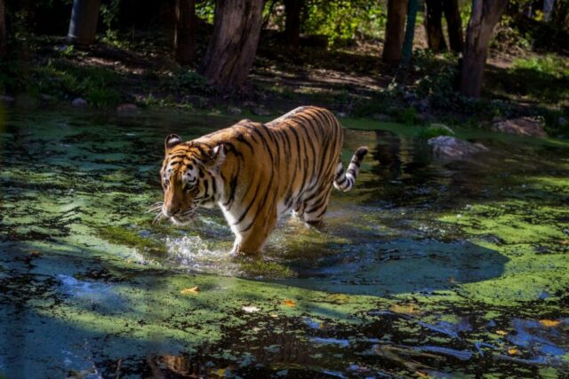 adult tiger on water adult tiger on water