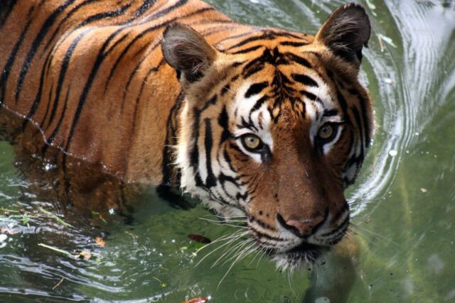 adult tiger on water adult tiger on water