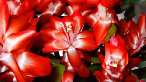 flowers wallpaper from pinterest