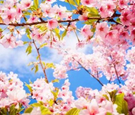Flowers Wallpapers HD (4K, 8K) – Beautiful Floral Backgrounds Free Download 63 beautiful 3d flowers wallpaper