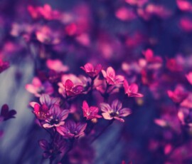 Flowers Wallpapers HD (4K, 8K) – Beautiful Floral Backgrounds Free Download 58 hd flower wallpapers 1080p full screen