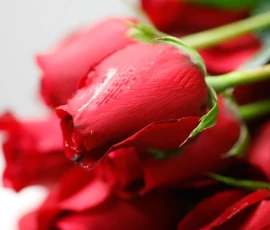 Flowers Wallpapers HD (4K, 8K) – Beautiful Floral Backgrounds Free Download 56 cute wallpapers