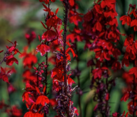 100+ Flowers Wallpapers Hd, 4K For Pc, Mobile Free Download 60 flowers wallpapers for phone