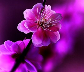 Flowers Wallpapers HD (4K, 8K) – Beautiful Floral Backgrounds Free Download 57 flowers wallpapers rose