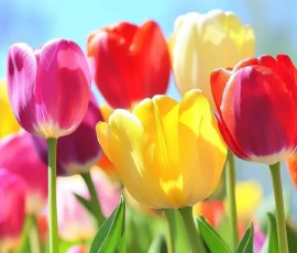 Flowers Wallpapers HD (4K, 8K) – Beautiful Floral Backgrounds Free Download 46 flowers wallpapers download