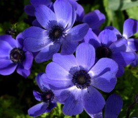 100+ Flowers Wallpapers Hd, 4K For Pc, Mobile Free Download 6 flowers wallpapers for girls