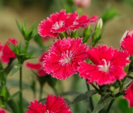 Flowers Wallpapers HD (4K, 8K) – Beautiful Floral Backgrounds Free Download 7 flowers wallpaper for ipad