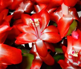 Flowers Wallpapers HD (4K, 8K) – Beautiful Floral Backgrounds Free Download 8 flowers wallpaper from pinterest