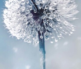 100+ Flowers Wallpapers Hd, 4K For Pc, Mobile Free Download 10 dandelion dew drops flower macro wet
