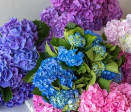Flowers Wallpapers HD (4K, 8K) – Beautiful Floral Backgrounds Free Download 14 Hydrangea Photo