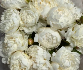 Flowers Wallpapers HD (4K, 8K) – Beautiful Floral Backgrounds Free Download 15 White Rose Wallpapers