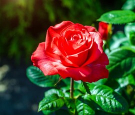 Flowers Wallpapers HD (4K, 8K) – Beautiful Floral Backgrounds Free Download 21 Red Flowers