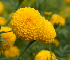 Flowers Wallpapers HD (4K, 8K) – Beautiful Floral Backgrounds Free Download 52 flowers wallpapers hd