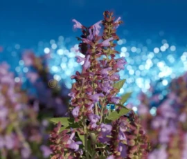 Flowers Wallpapers HD (4K, 8K) – Beautiful Floral Backgrounds Free Download 47 flowers wallpapers aesthetic