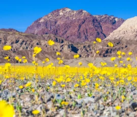 Flowers Wallpapers HD (4K, 8K) – Beautiful Floral Backgrounds Free Download 2 flowers field wallpaper