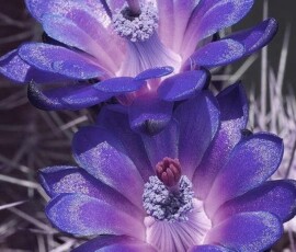 Flowers Wallpapers HD (4K, 8K) – Beautiful Floral Backgrounds Free Download 4 flowers wallpapers for iphone
