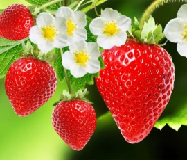 π Strawberry Wallpapers HD & 4K β Fresh, Aesthetic Backgrounds Free Download 13 strawberry & flower wallpaper phone