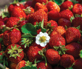 Harvest strawberries in the garden. Selective focus. Food.