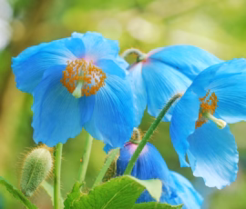 Flowers Wallpapers HD (4K, 8K) – Beautiful Floral Backgrounds Free Download 12 himalayan blue poppy
