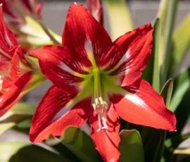 100+ Flowers Wallpapers Hd, 4K For Pc, Mobile Free Download 18 flowers images