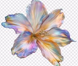 Flowers Wallpapers HD (4K, 8K) – Beautiful Floral Backgrounds Free Download 17 iridescent hibiscus symphony color