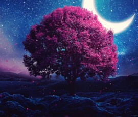 lone tree crescent moon half moon starry sky night lake