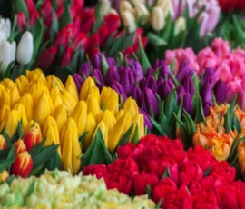 Flowers Wallpapers HD (4K, 8K) – Beautiful Floral Backgrounds Free Download 20 flowers images png