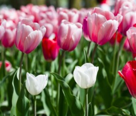 100+ Flowers Wallpapers Hd, 4K For Pc, Mobile Free Download 23 most beautiful flowers in the world