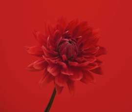 flower red 4k wallpaper live