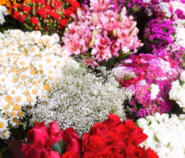 Flowers Wallpapers HD (4K, 8K) – Beautiful Floral Backgrounds Free Download 25 flowers images download