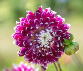 Flowers Wallpapers HD (4K, 8K) – Beautiful Floral Backgrounds Free Download 26 plants with big flowers