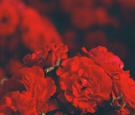 red aesthetic iphone