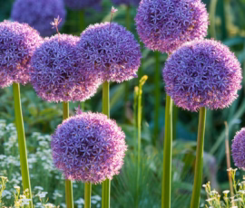 Flowers Wallpapers HD (4K, 8K) – Beautiful Floral Backgrounds Free Download 28 garden wisley surrey allium globemaster onion