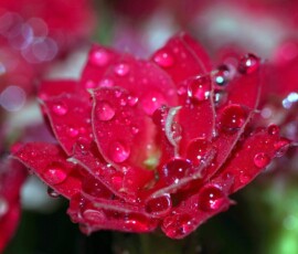 Flowers Wallpapers HD (4K, 8K) – Beautiful Floral Backgrounds Free Download 29 rose wallpaper