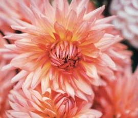 100+ Flowers Wallpapers Hd, 4K For Pc, Mobile Free Download 30 Dalia Wallpapers