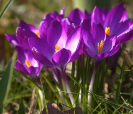 Flowers Wallpapers HD (4K, 8K) – Beautiful Floral Backgrounds Free Download 32 Purple Flower Wallpapers