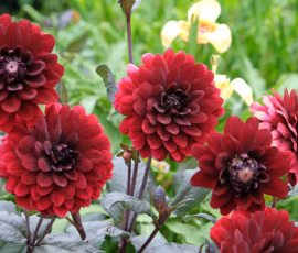 Flowers Wallpapers HD (4K, 8K) – Beautiful Floral Backgrounds Free Download 33 Red Dalia Wallpapers