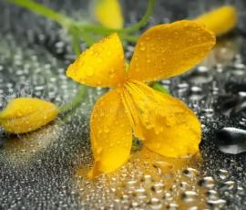 Flowers Wallpapers HD (4K, 8K) – Beautiful Floral Backgrounds Free Download 42 yellow celandine flower shiny wet background